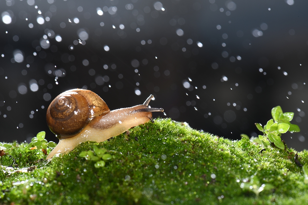 Китайські вчені створили з равликового слизу клей для загоєння ран