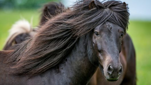 Стрижка 2 дня другого місяця, колекція крутих зачісок у світі тварин