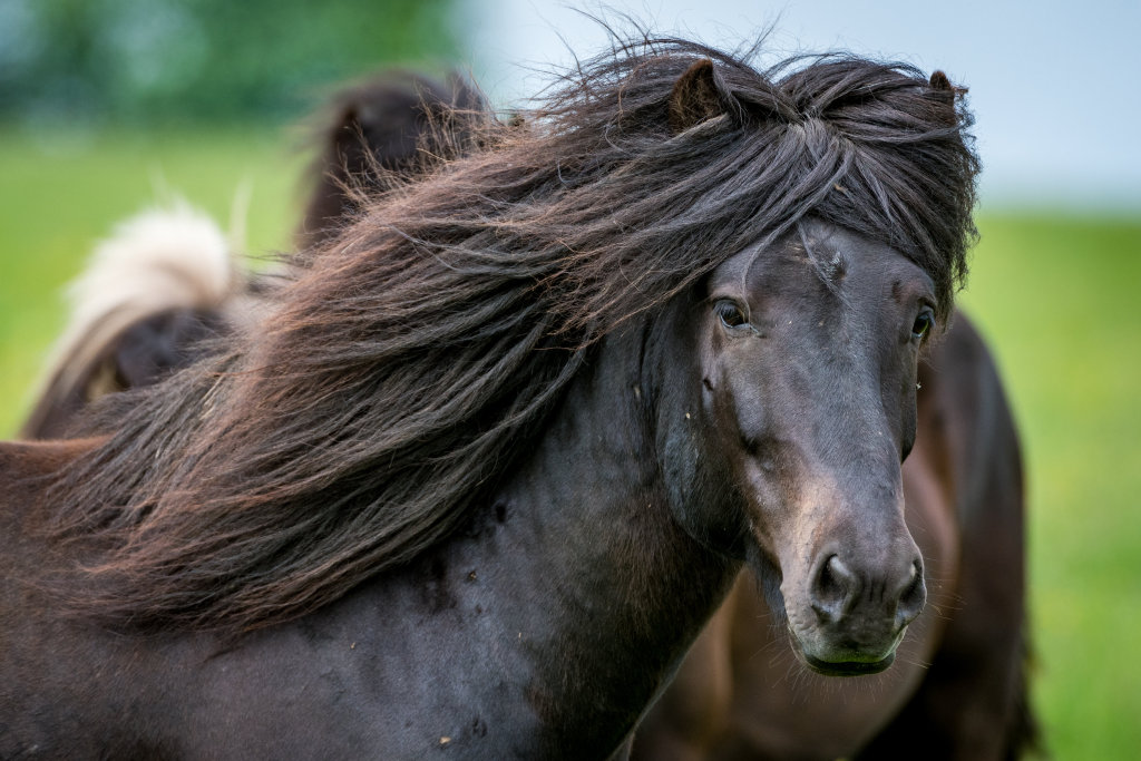 Стрижка 2 дня другого місяця, колекція крутих зачісок у світі тварин
