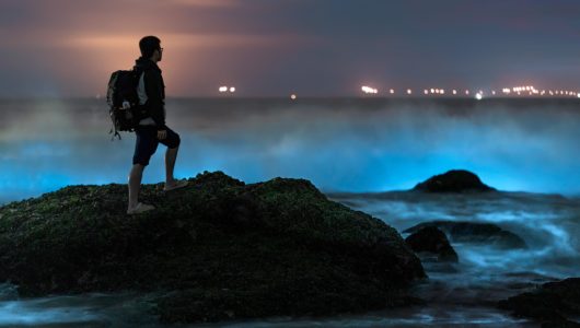 Явище флуоресцентного моря на пляжі схоже на Чумацький шлях, що падає на землю