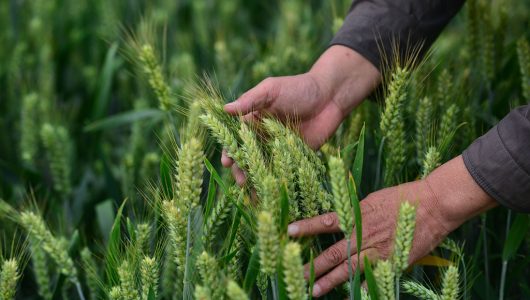 У Китаї вийшла збірка із міркуваннями Сі Цзіньпіна про продовольчу безпеку