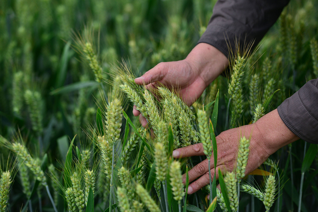 У Китаї вийшла збірка із міркуваннями Сі Цзіньпіна про продовольчу безпеку