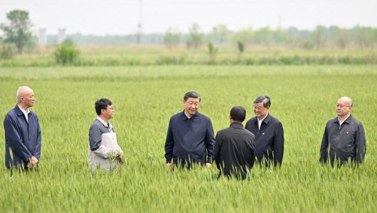 Сі Цзіньпін оглянув пшеничні поля у місті Цанчжоу