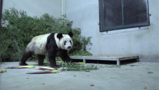 Велика панда Я Я повернулася до Пекінського зоопарку