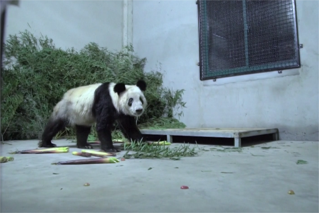 Велика панда Я Я повернулася до Пекінського зоопарку