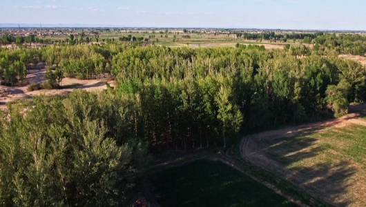 Сі Цзіньпін оцінив успіхи Внутрішньої Монголії у боротьбі з опустелюванням