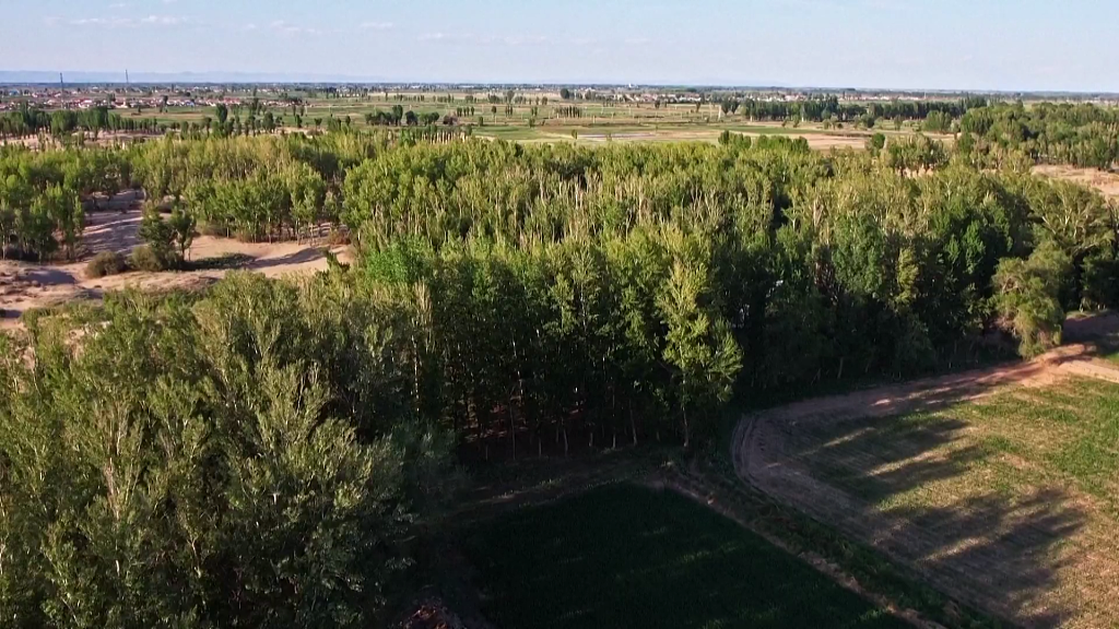 Сі Цзіньпін оцінив успіхи Внутрішньої Монголії у боротьбі з опустелюванням