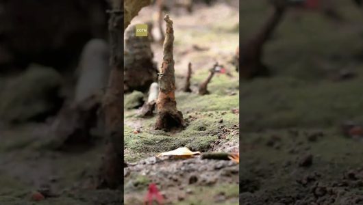 Біорізноманіття водно-болотних угідь