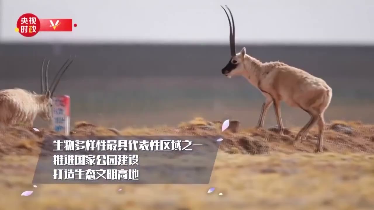 Цінхай є яскравим прикладом у галузі захисту навколишнього середовища та високоякісного розвитку