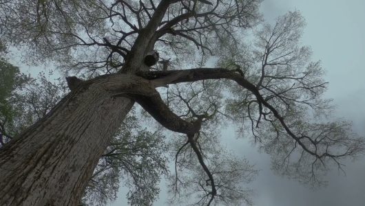 Дебют каченят