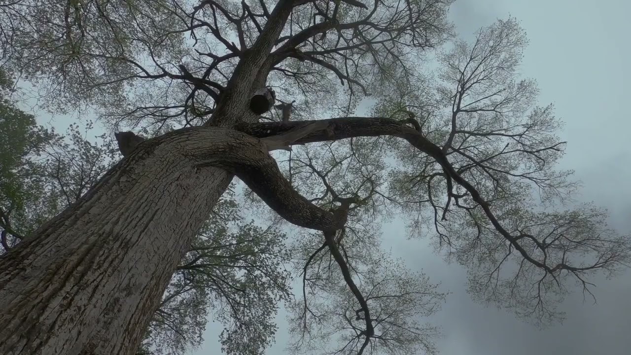 Дебют каченят