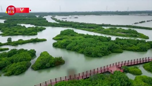 Генеральний секретар ЦК КПК Сі Цзіньпін відвідав район мангрових лісів у провінції Ґуандун