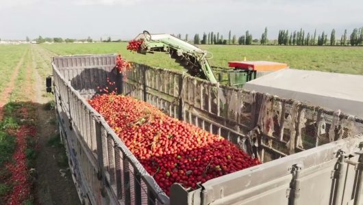 Густий аромат на тисячі миль