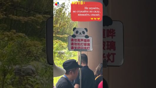 Іноземні відвідувачі: “Це був чудовий час, з нетерпінням чекаю наступної зустрічі з пандами!”