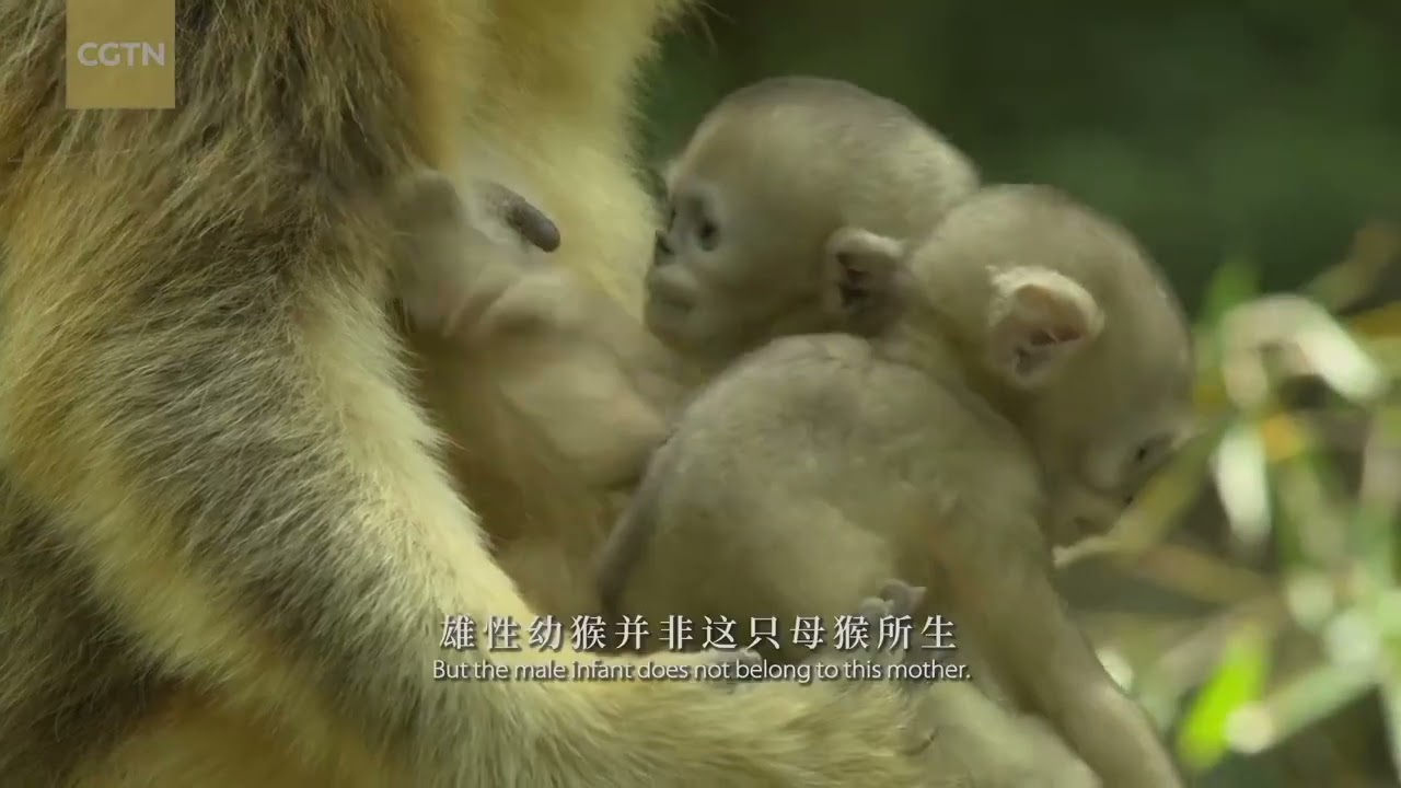 Китай: будинок для диких тварин