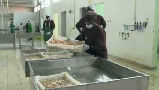 Китай і Африка разом працюють над просуванням «зеленого» розвитку