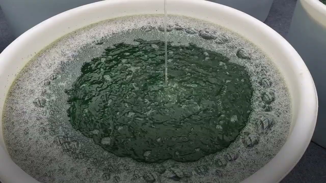 Китайська медицина в овочевій теплиці