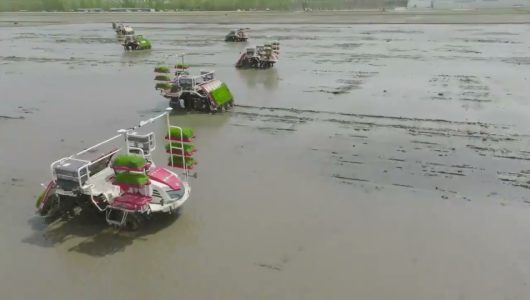 На полі надії. Посадка рису в березні та збирання рису в жовтні