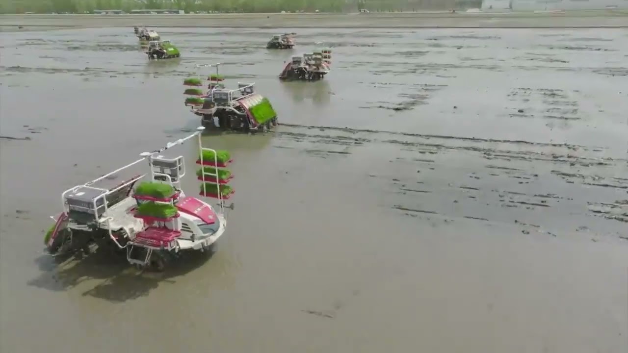 На полі надії. Посадка рису в березні та збирання рису в жовтні