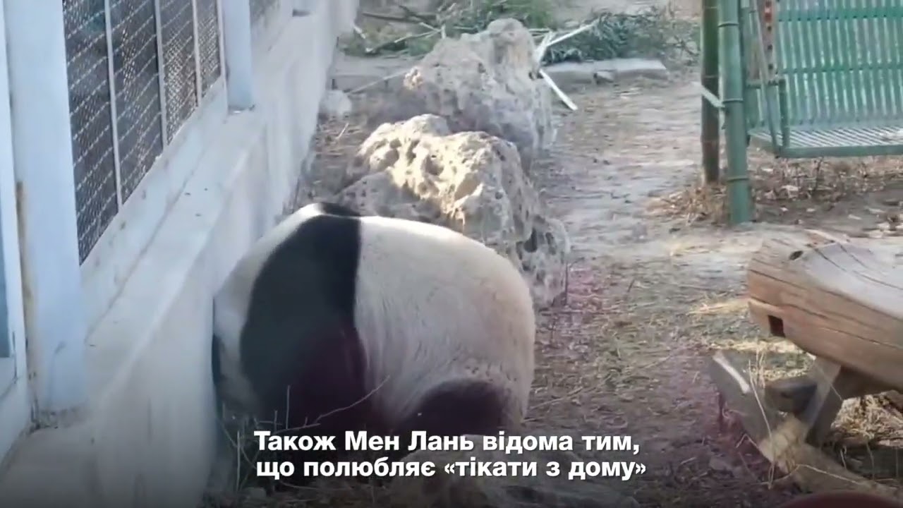 【Найпопулярніші запити китайського інтернету】«Бешкетлива» панда Мен Лань
