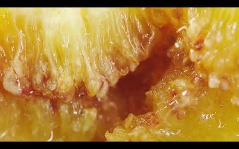 Найсолодший у світі