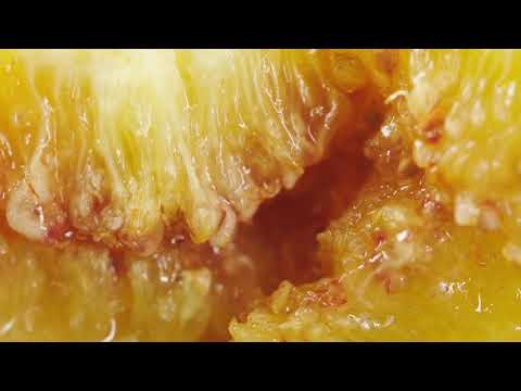 Найсолодший у світі