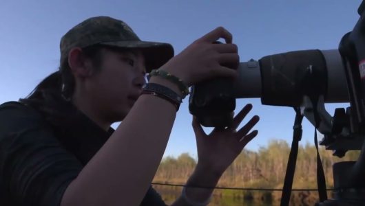 Нутрії такі милі, як люди можуть їх не любити?