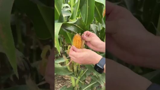 Осінній сезон збору врожаю: Кукурудза в Китаї вже дозріла, як в Україні?