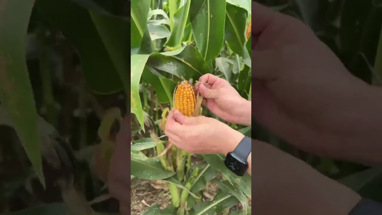 Осінній сезон збору врожаю: Кукурудза в Китаї вже дозріла, як в Україні?