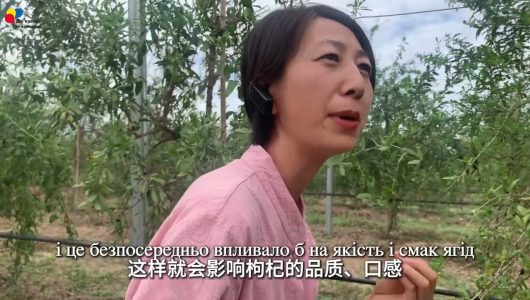 【Подорож  Нінся-Хуейським автономним районом】Епізод 1: База ґоджі «Байжуйюань»