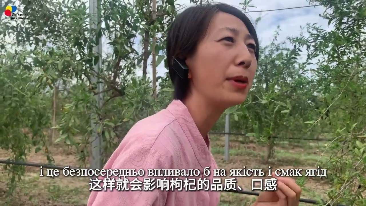 【Подорож  Нінся-Хуейським автономним районом】Епізод 1: База ґоджі «Байжуйюань»