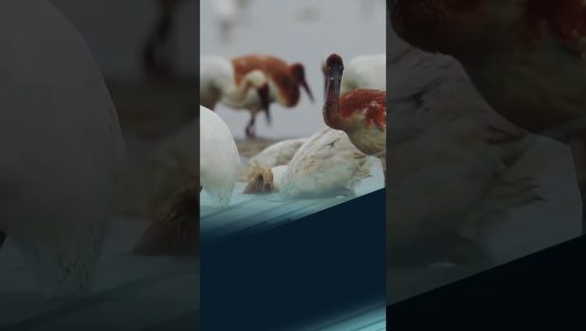 Понад 50 000 перелітних птахів нещодавно прилетіли на зимівлю до Національного водно-болотного парку Цайзиху