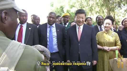 Роксі Данквертс, керівниця Бази порятунку диких тварин Зімбабве: я хочу обійняти китайську гігантську панду