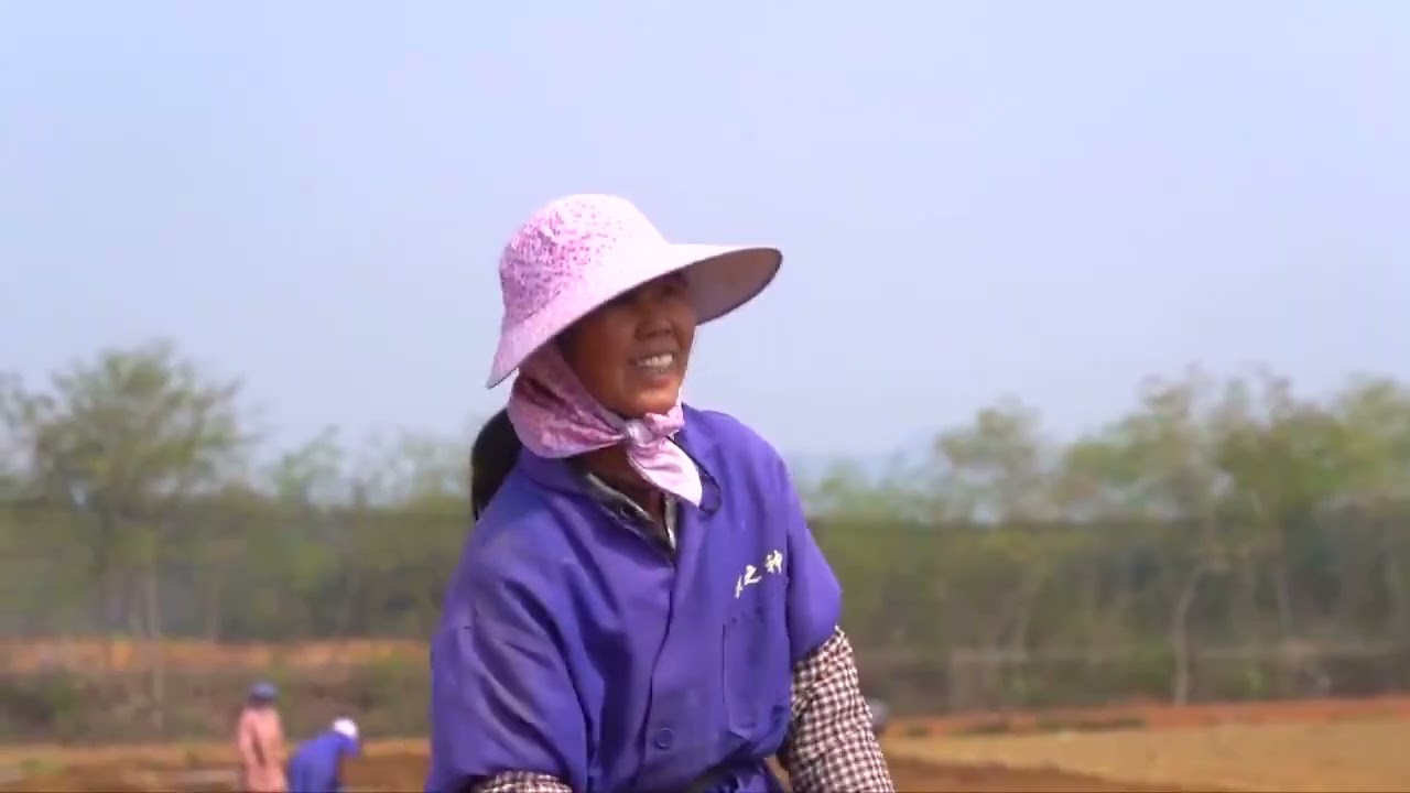 Сі Цзіньпін проінспектував цукрову промисловість на півдні Китаю