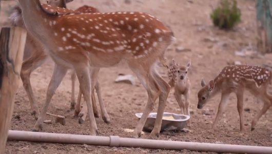 Сіцзан: Посадка дерев та озеленення плато