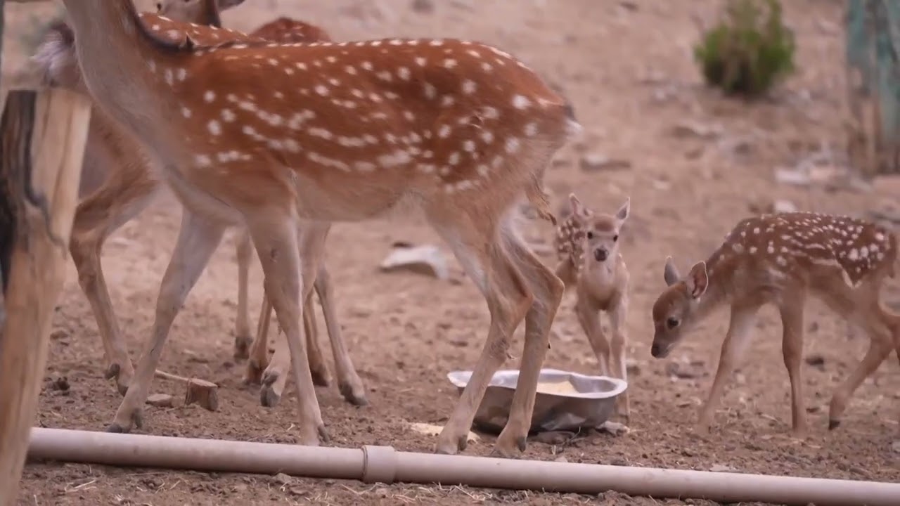 Сіцзан: Посадка дерев та озеленення плато