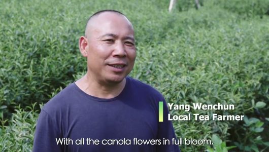 “Слідчий” у найкрасивішому чайному саду