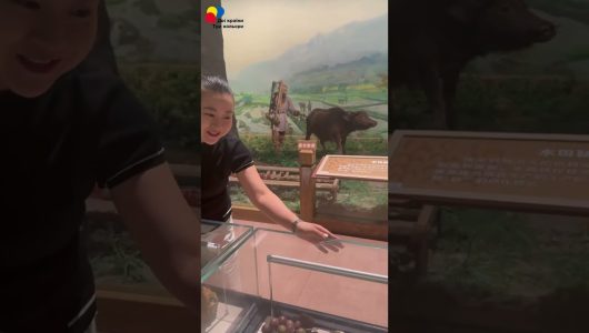 【Відвідування сільськогосподарського музею. Привітання з настанням золотої осені】Епізод 1: Огляд зразків, визначення зернових культур