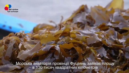 Виробництво ламінарії сприяє економічному розвитку