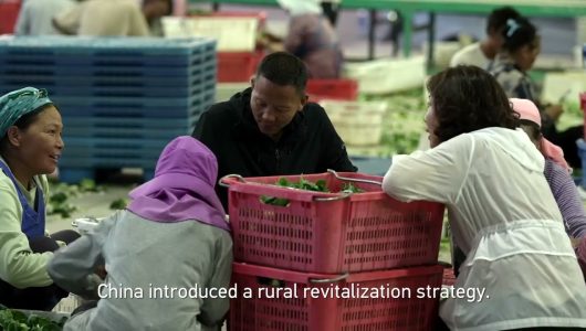 Вирощування овочів у пустелі Гобі