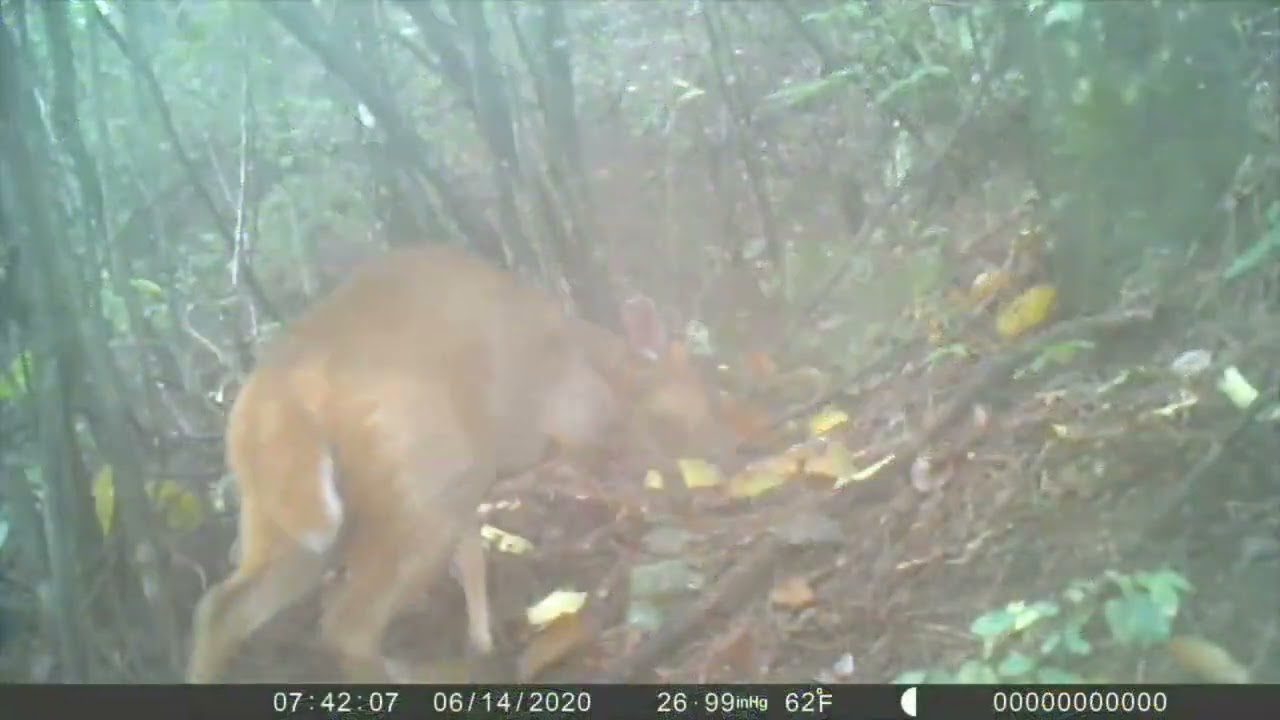Захисники природи – захист “гігантських панд царства рослин”