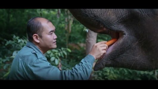 Захист азійських слонів: історія «слонових татусів»