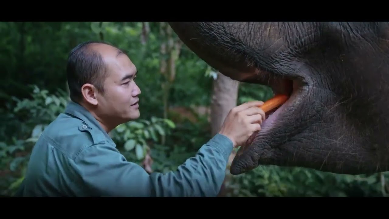 Захист азійських слонів: історія «слонових татусів»