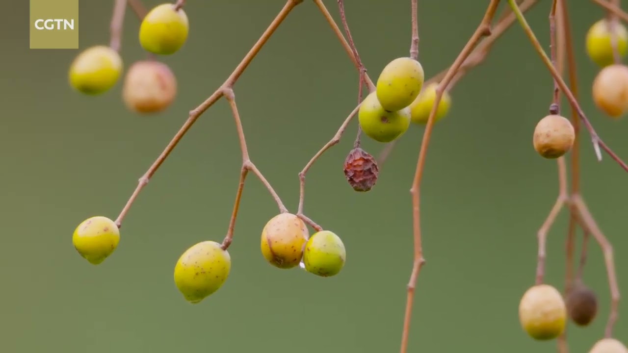 Збір у лісі