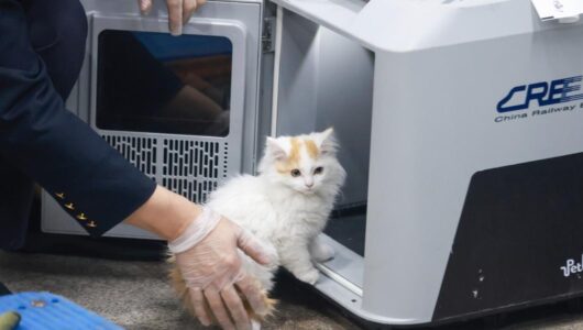 У Китаї оновили послугу з перевезення домашніх тварин на високошвидкісних поїздах
