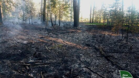 На Житомирщині російські дрони спричинили п’ять лісових пожеж