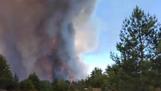 У чорнобильській зоні знову спалахнули пожежі