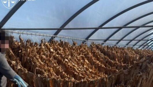 В Тернопільській області викрито підпільне виробництво тютюну