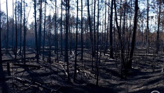 В Чорнобильській зоні локалізовано всі осередки пожежі