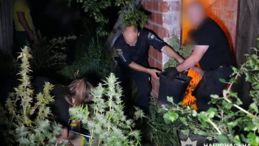 Сміливі захисники: правоохоронці виявили 30 тисяч кущів коноплі